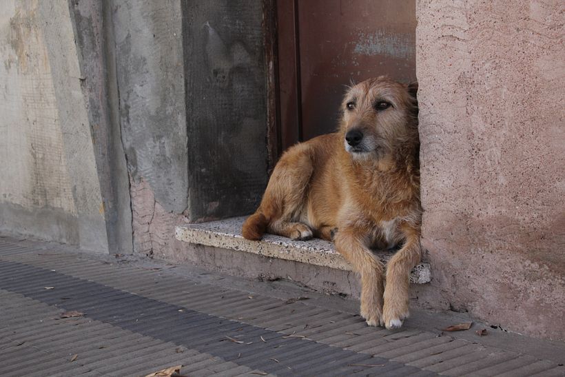 Perros de las calles de Santa Isabel 5