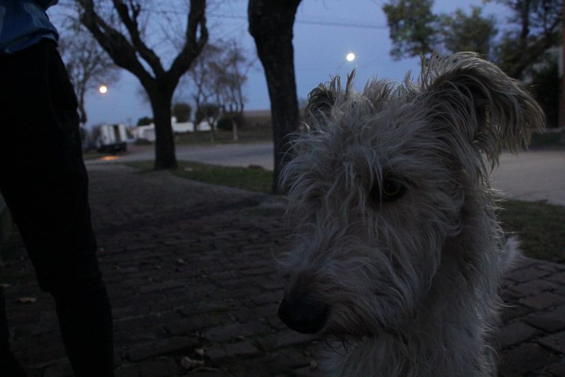 Perros de las calles de Santa Isabel 6