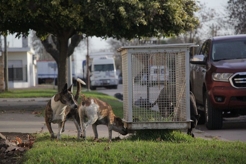 Perros de las calles de Santa Isabel 7