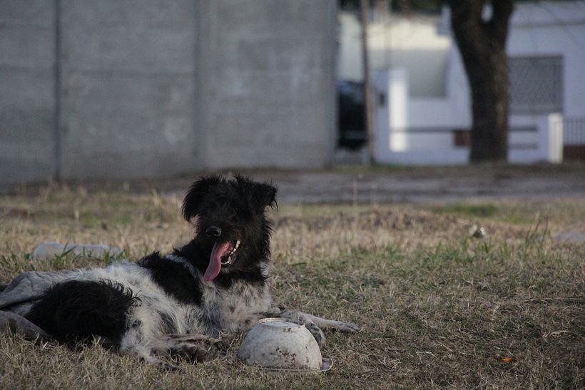 Perros de las calles de Santa Isabel 8