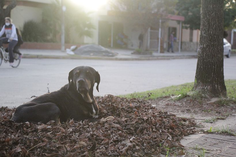 Perros de las calles de Santa Isabel 9