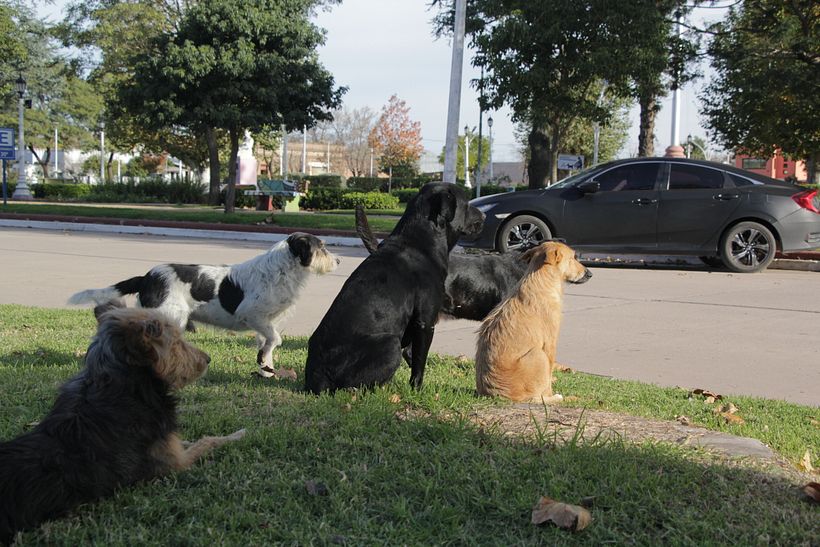 Perros de las calles de Santa Isabel 10