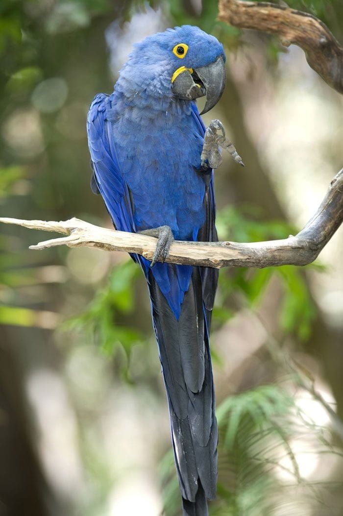 Hyacinth Macaw 1