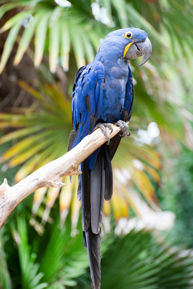 Hyacinth Macaw 2