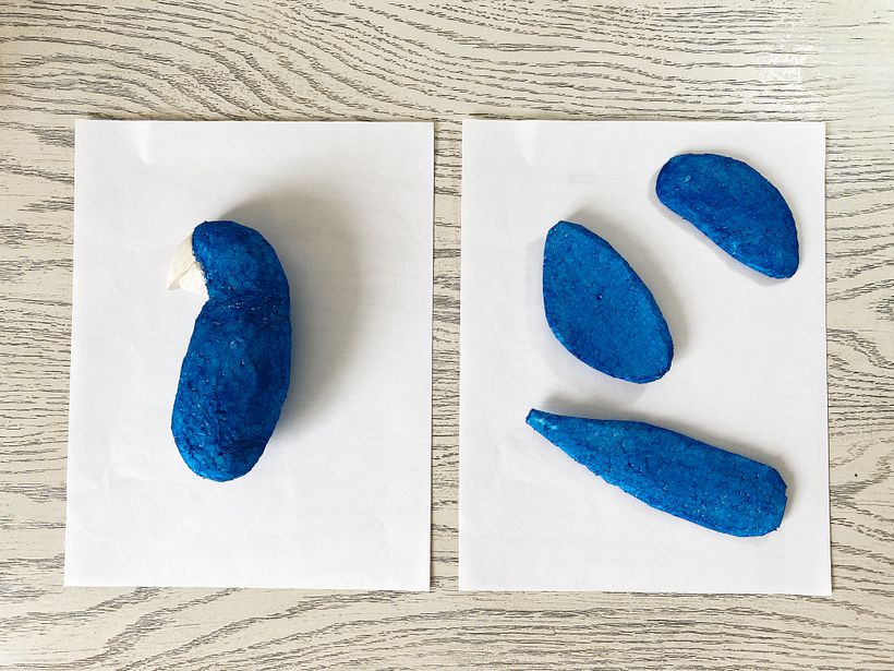 Hyacinth Macaw 5
