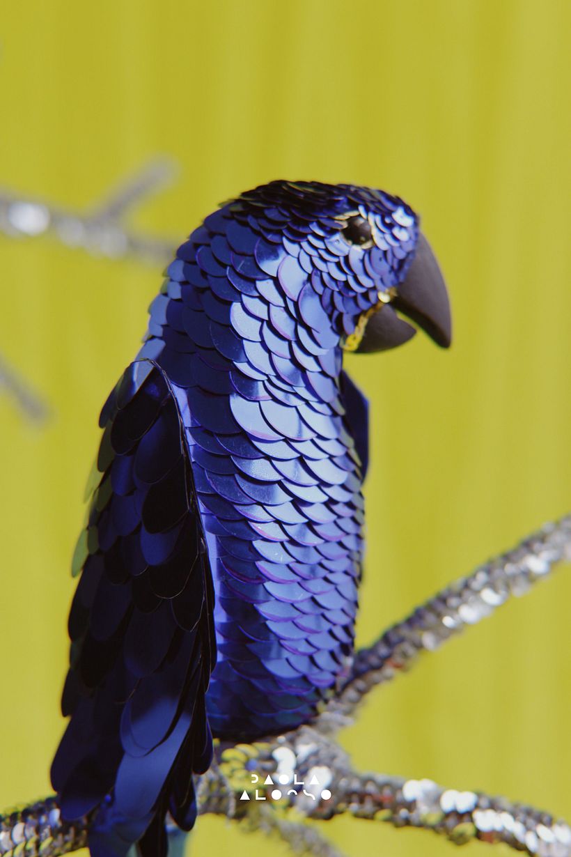 Hyacinth Macaw 8