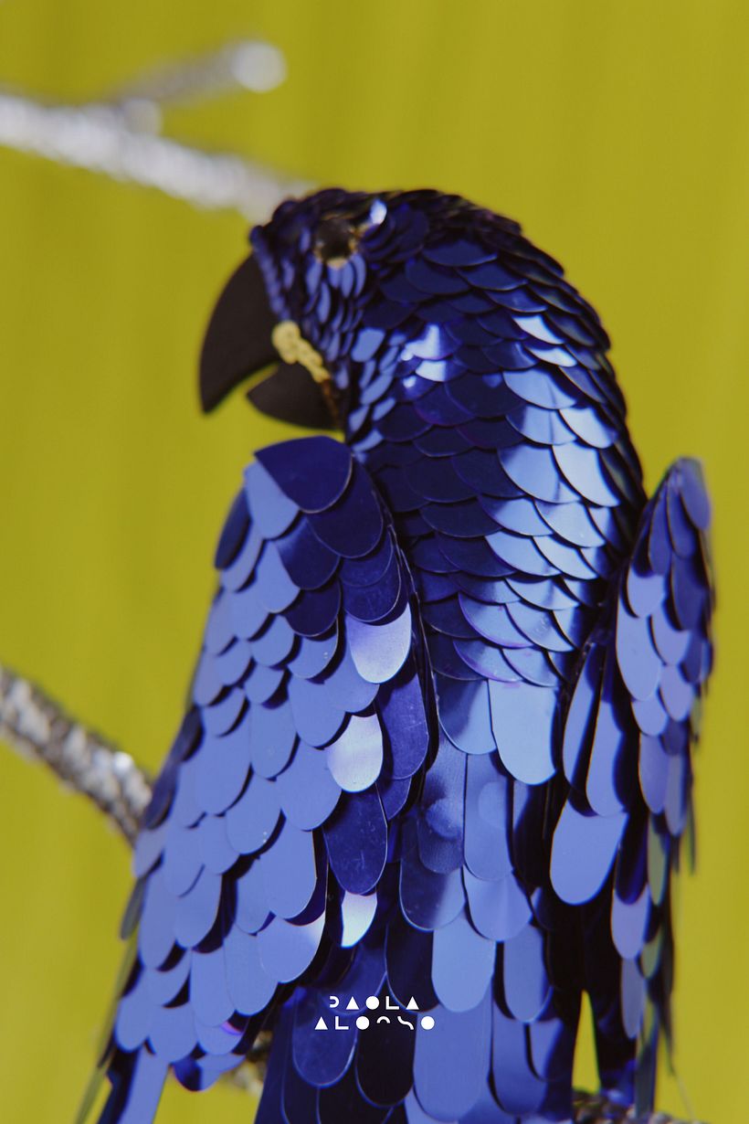 Hyacinth Macaw 9