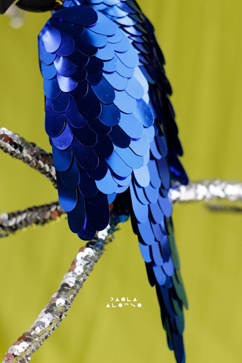 Hyacinth Macaw 11
