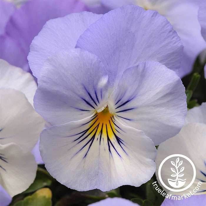 My chosen pansy