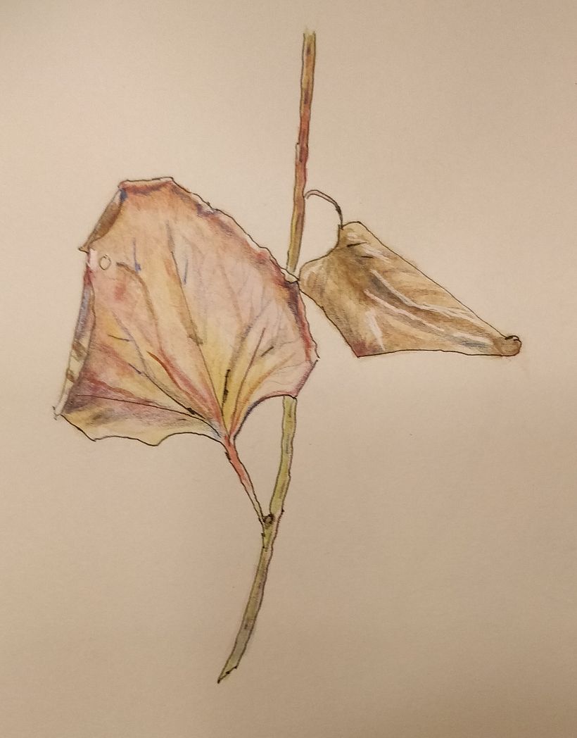 My project in Botanical Sketchbooking: "Season's End" 2