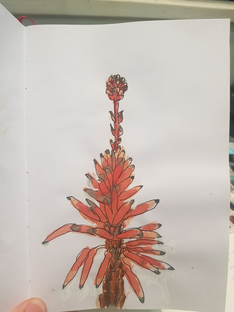 Sketchbook botánico 6