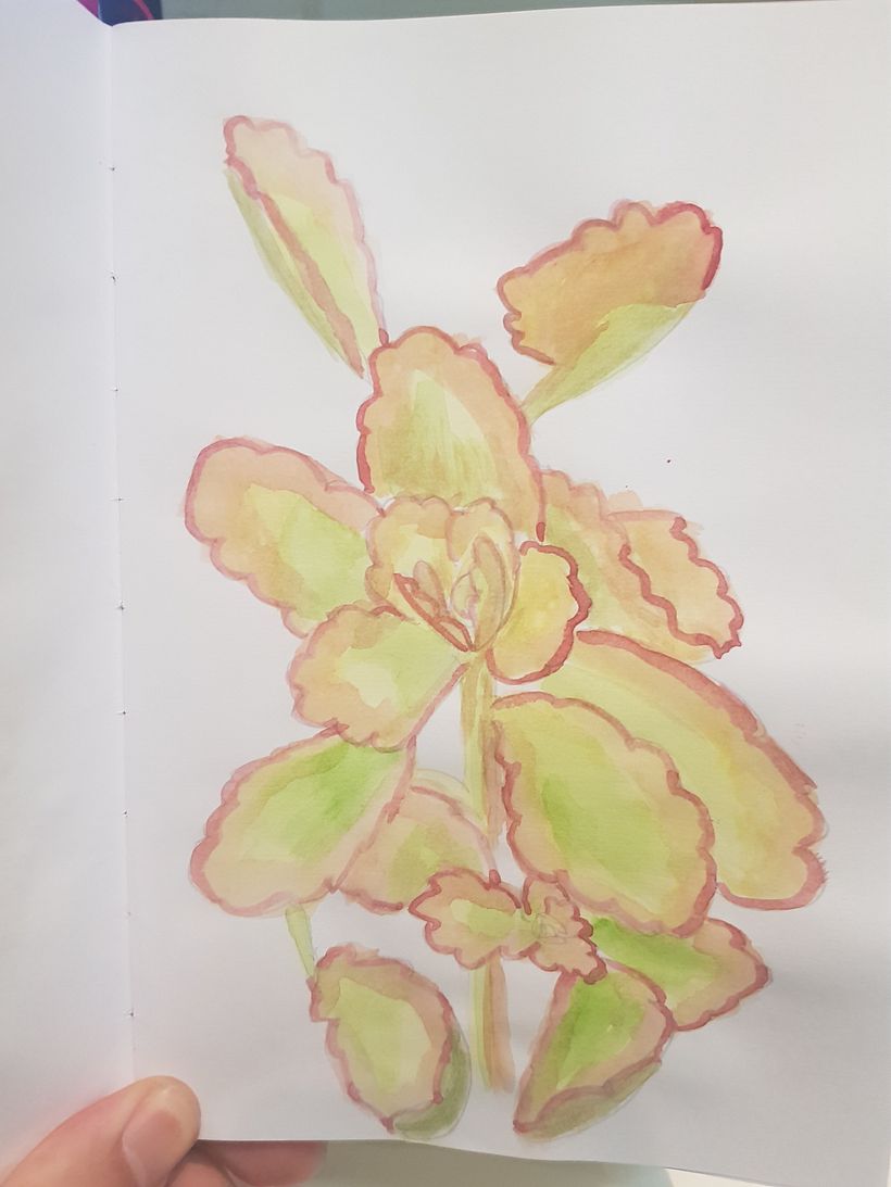 Sketchbook botánico 9