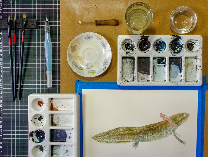 Achoque de Zacapu - Ambystoma andersoni 3