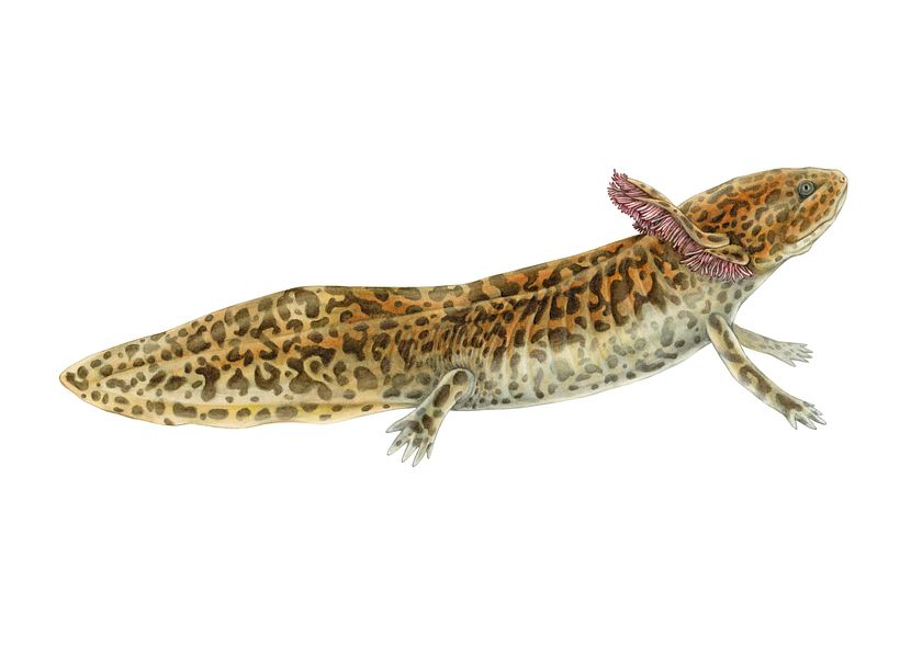 Achoque de Zacapu - Ambystoma andersoni 5
