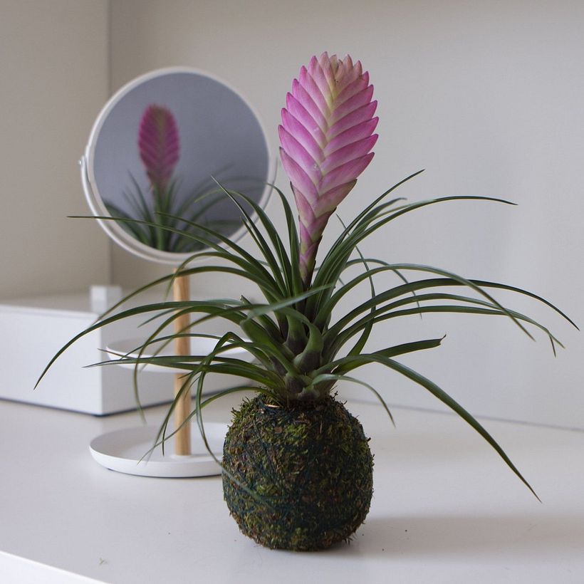 Una Tillandsia diseñada por Omotesandō Plants.