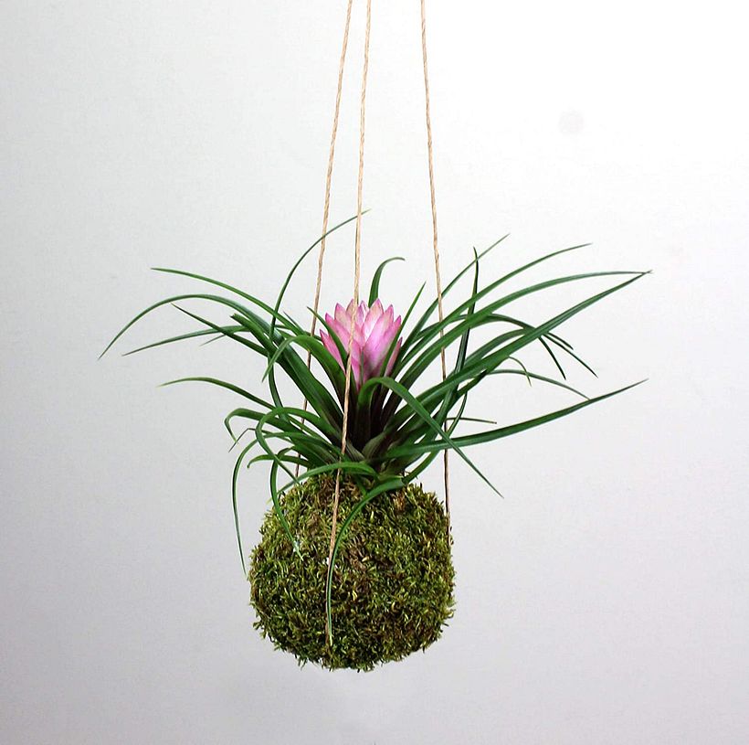 Las Tillandsia encuentran en los ambientes suspendidos en el aire su hábitat natural.