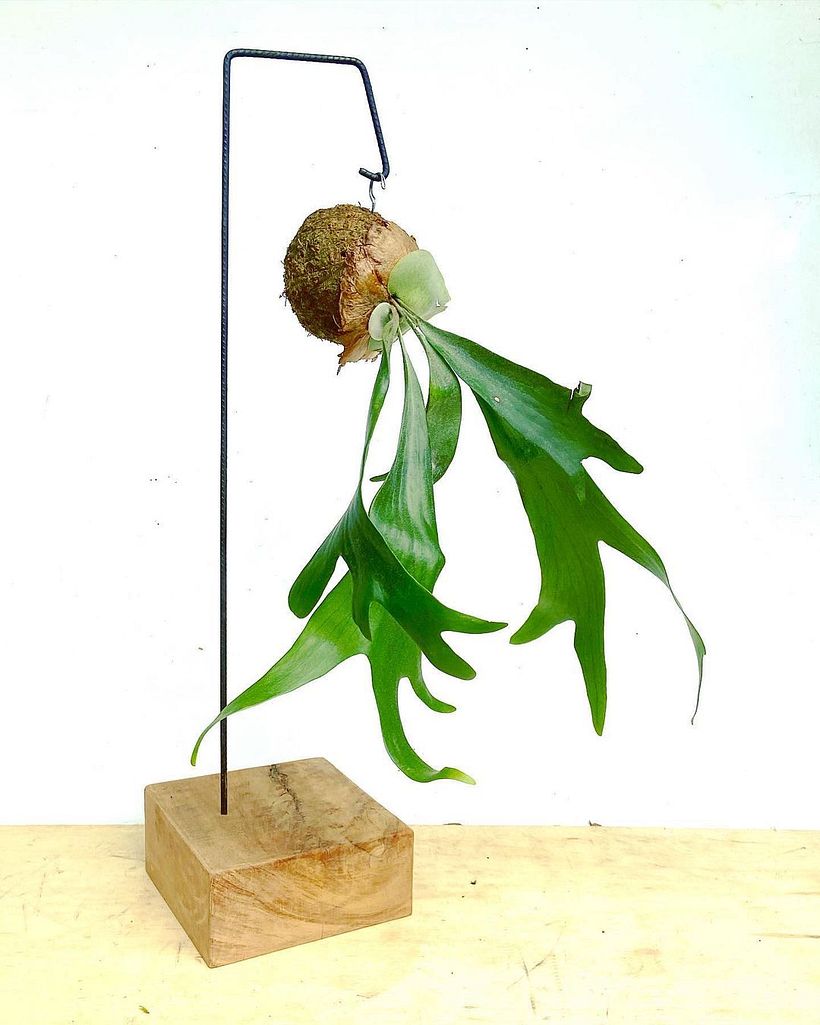 Kokedama colgando de un soporte diseñado por El Mundo de Musgo.