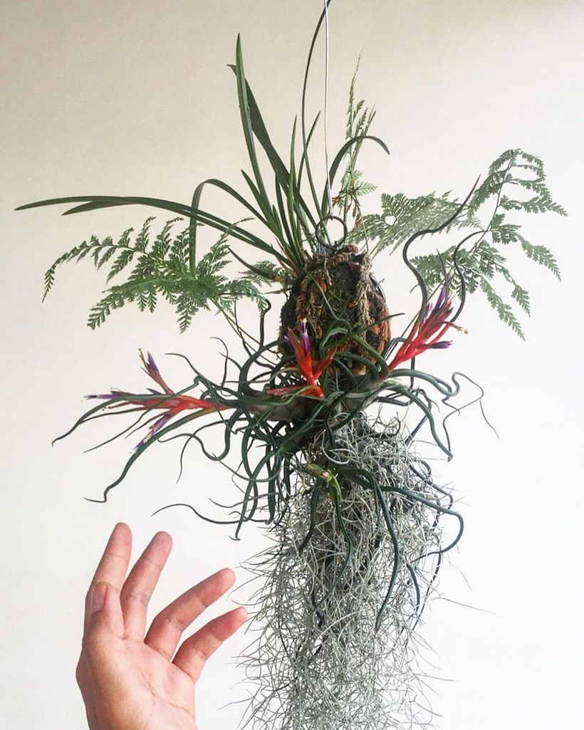 Kokedama expansiva por Atelir_te que fusionó una Tillansia con una Davallia con plantas más convencionales.