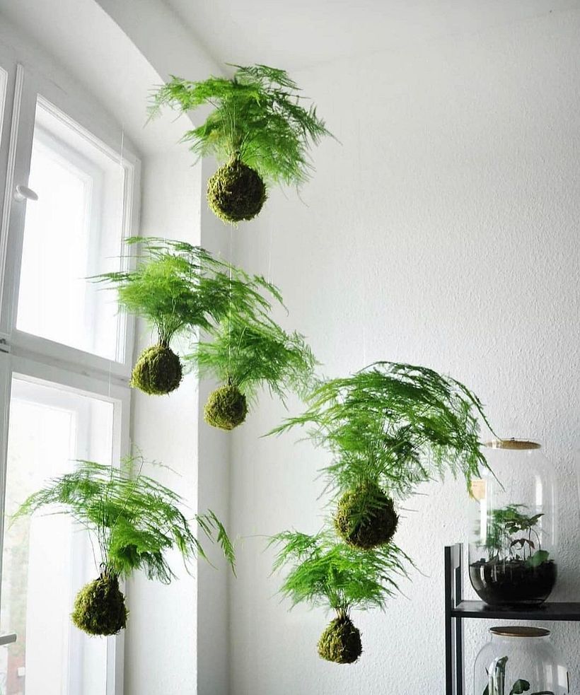 Kokedamas suspendidas en el aire. Por Capsule_Gardens.