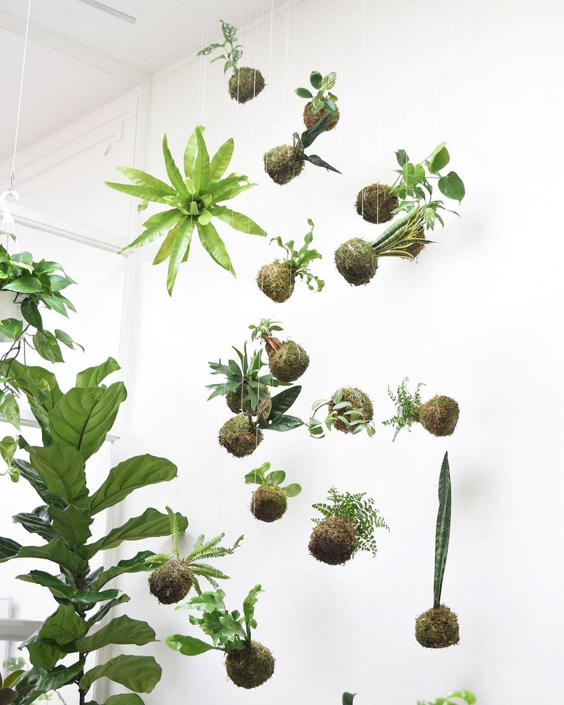 Kokedamas suspendidas en el aire. Por The Plant Fairies.