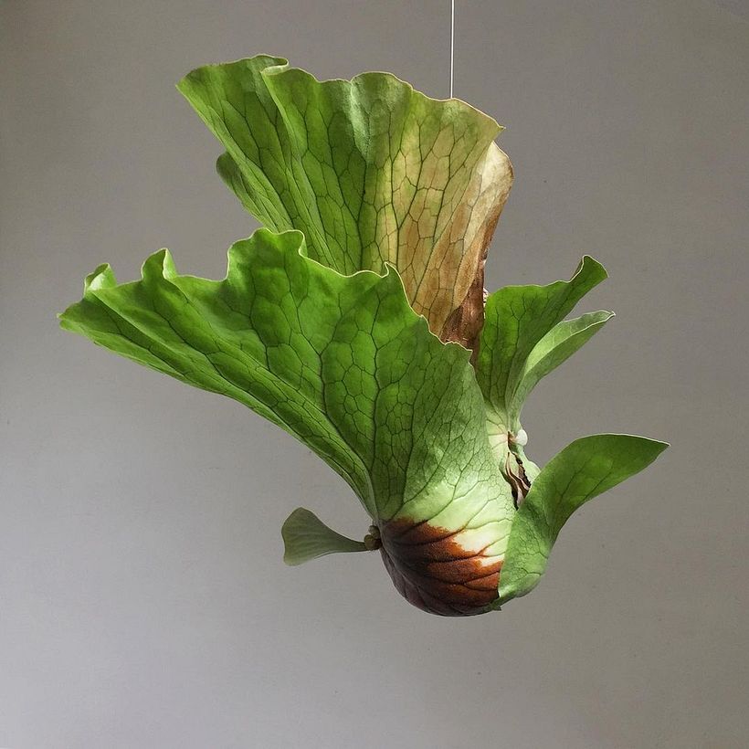 Kokedama invisible por Atelir_te.