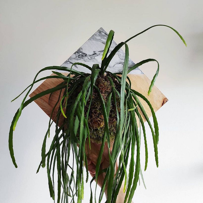 Cuadro Kokedama por Laplanteria_es.