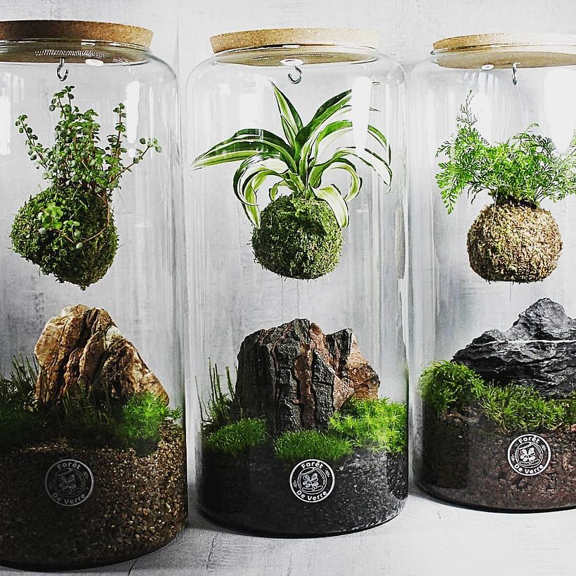 Kedamas insertas en terrarios por Foret Deverre.