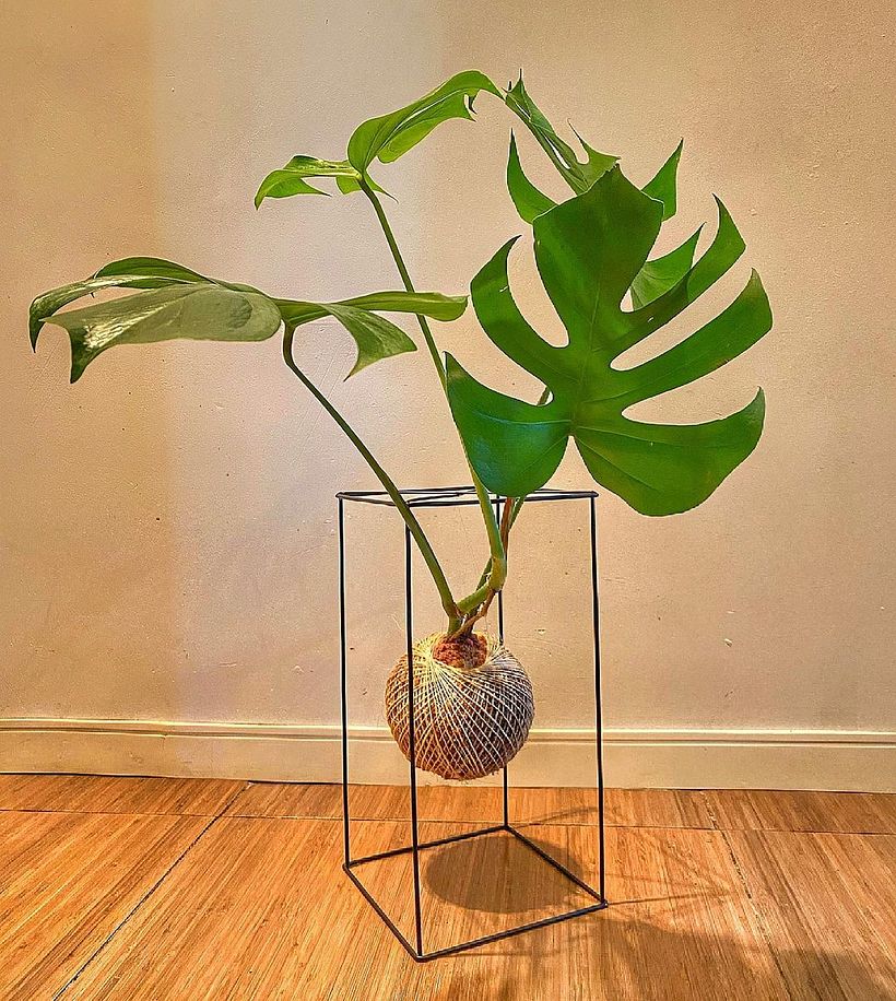 Kokedama que parece suspendida en el aire por Kokedama_rio.
