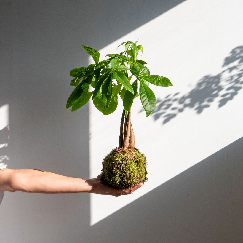 Kokedama del estudio especializado Omotesandō Plants. 