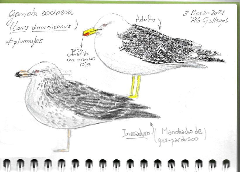 Apuntes de campo en la Reserva Natural Urbana de Rio Gallegos III (Santa Cruz) PATAGONIA 6