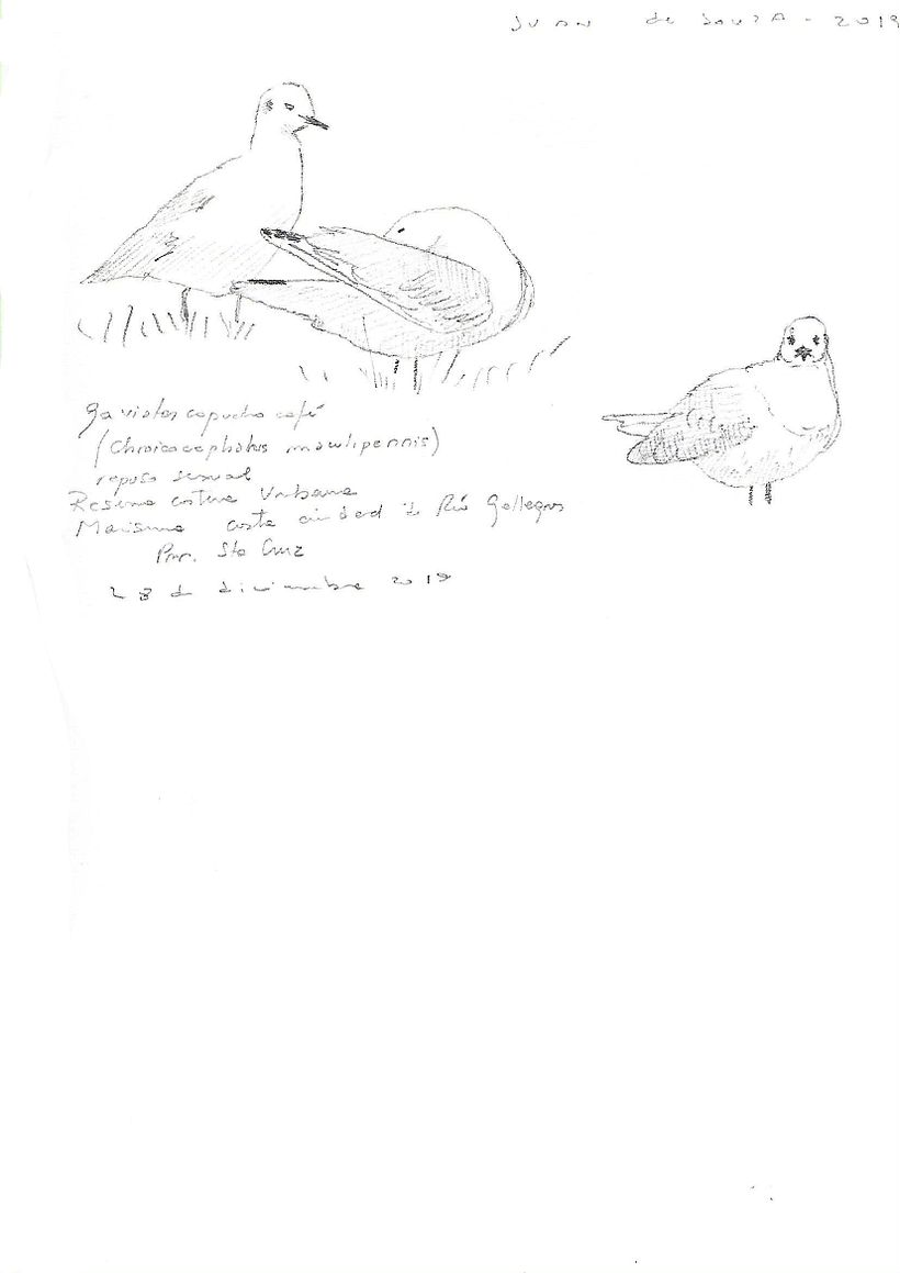 Apuntes de campo en la Reserva Natural Urbana de Rio Gallegos III (Santa Cruz) PATAGONIA 2