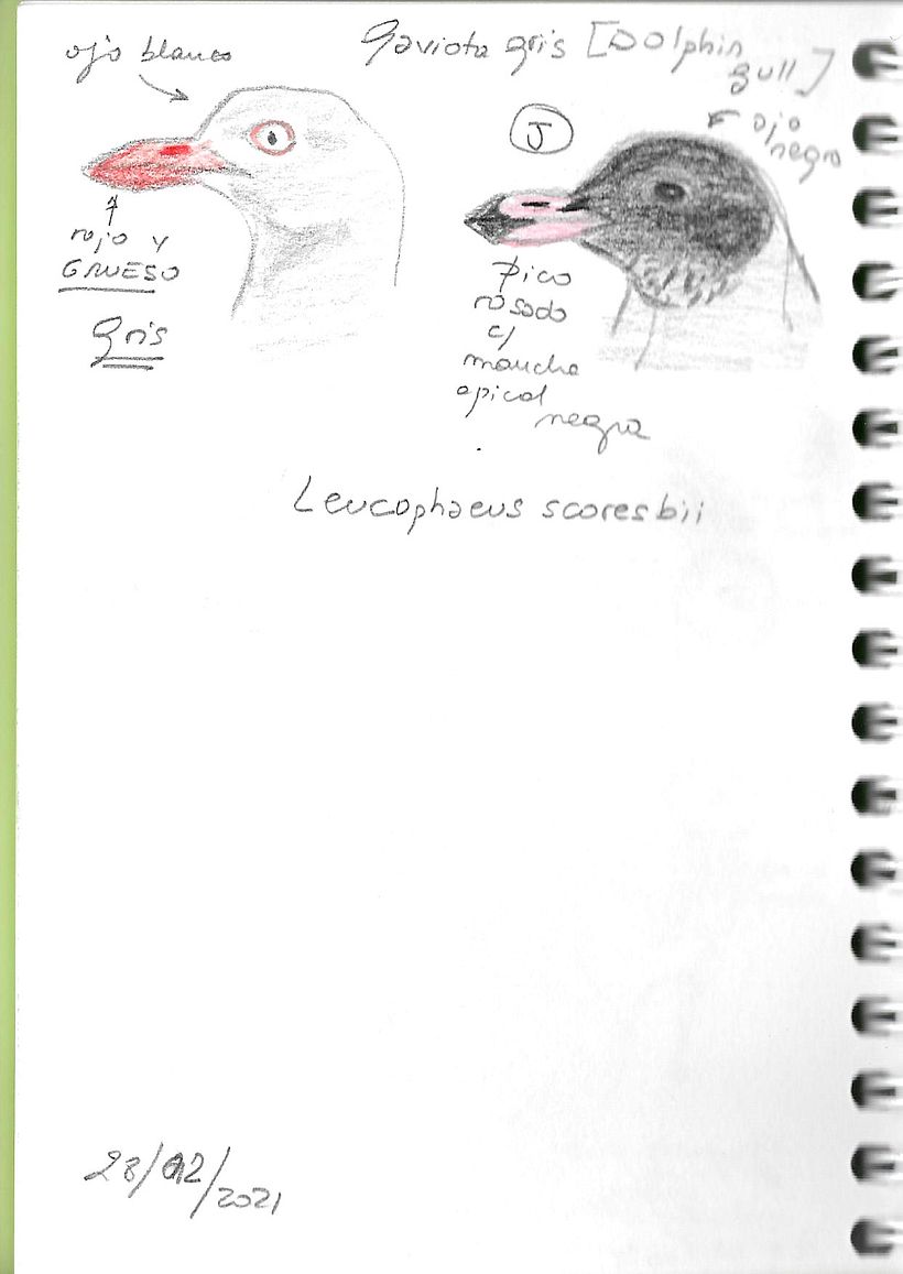 Apuntes de campo en la Reserva Natural Urbana de Rio Gallegos III (Santa Cruz) PATAGONIA 3