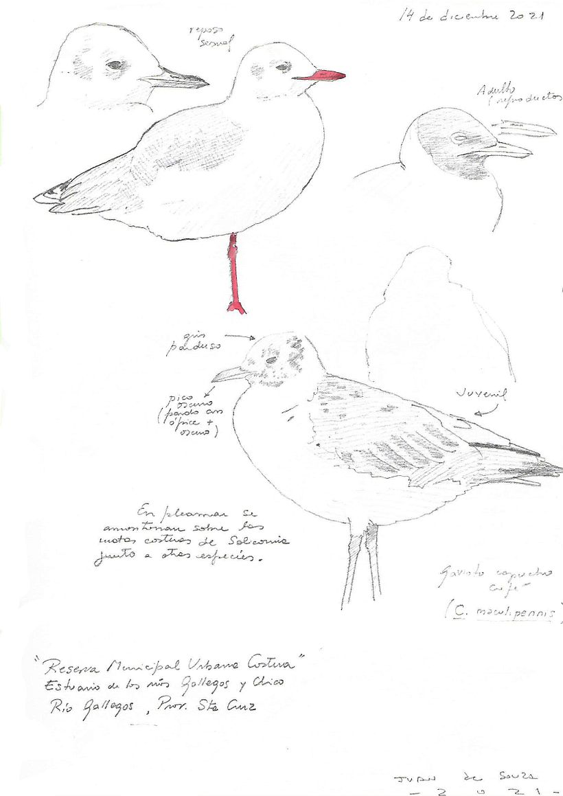 Apuntes de campo en la Reserva Natural Urbana de Rio Gallegos III (Santa Cruz) PATAGONIA 4