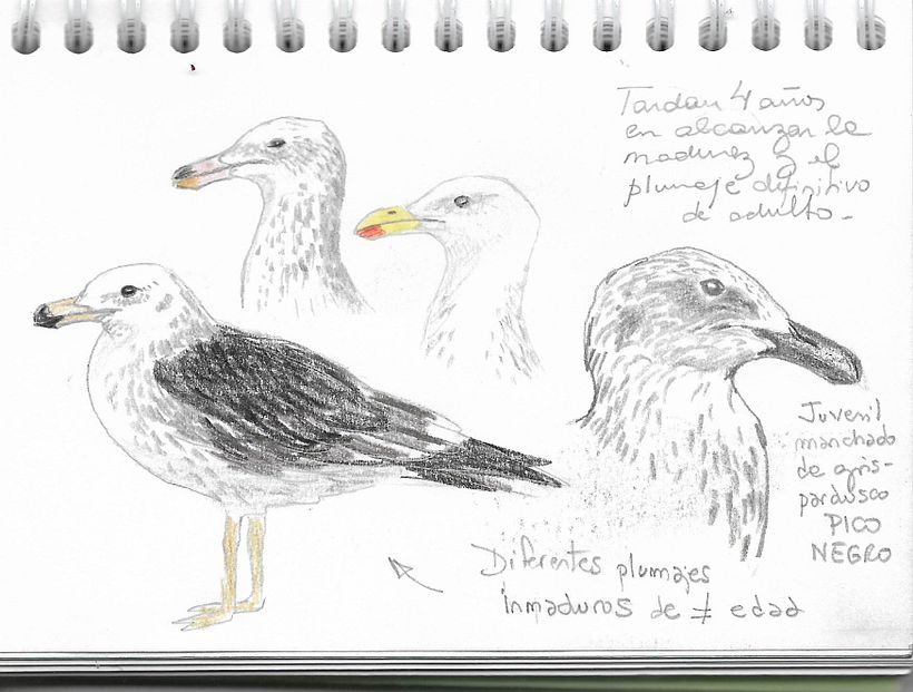 Apuntes de campo en la Reserva Natural Urbana de Rio Gallegos III (Santa Cruz) PATAGONIA 5