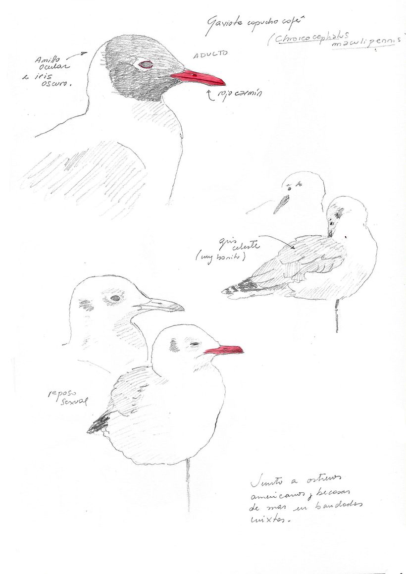 Apuntes de campo en la Reserva Natural Urbana de Rio Gallegos III (Santa Cruz) PATAGONIA 1