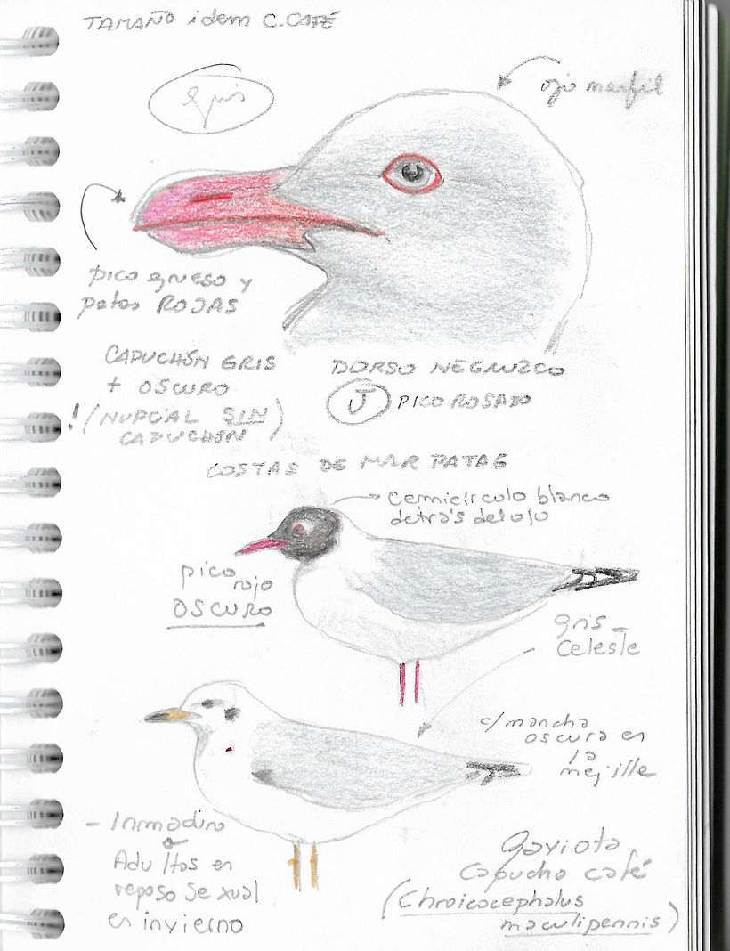 Apuntes de campo en la Reserva Natural Urbana de Rio Gallegos III (Santa Cruz) PATAGONIA 7