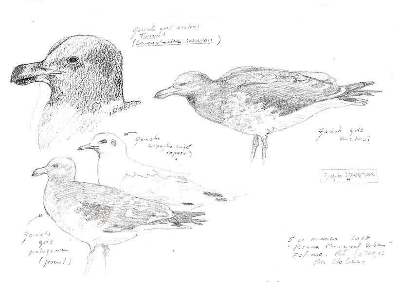 Apuntes de campo en la Reserva Natural Urbana de Rio Gallegos III (Santa Cruz) PATAGONIA 8