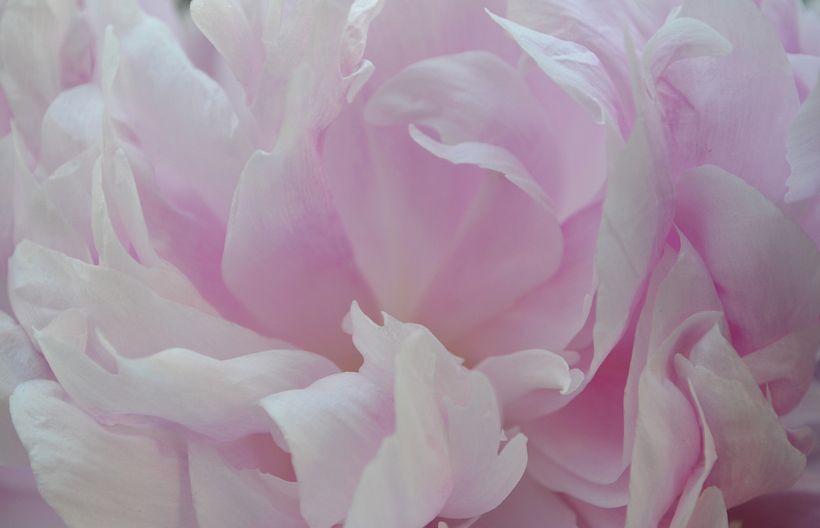 Peonies 1