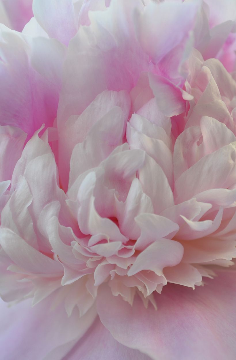 Peonies 2