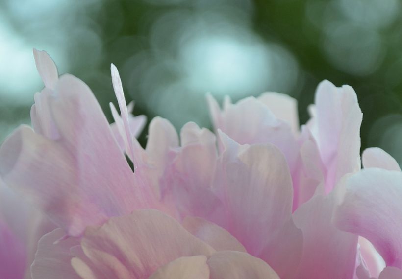 Peonies 3
