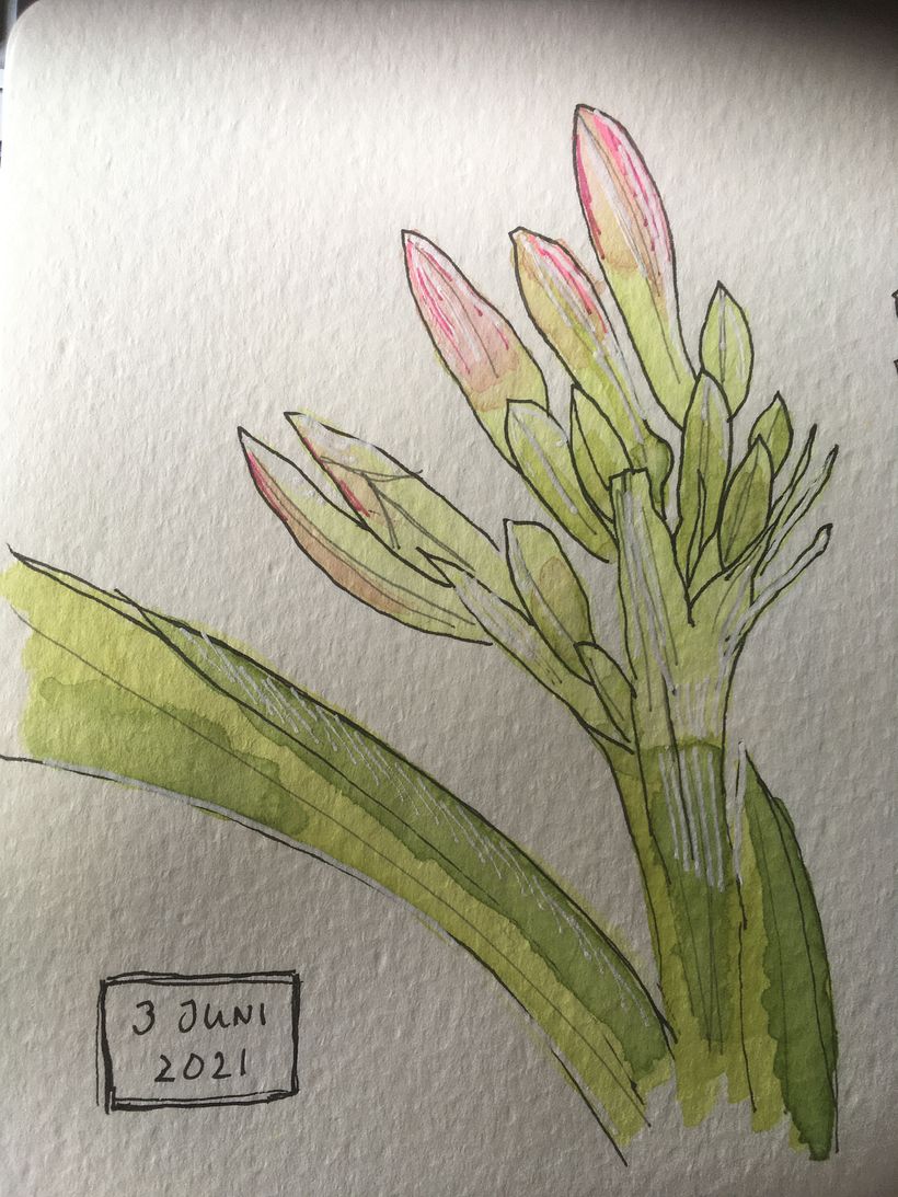My project in Botanical Sketchbooking: A Meditative Approach course 4