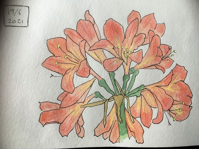 My project in Botanical Sketchbooking: A Meditative Approach course 8