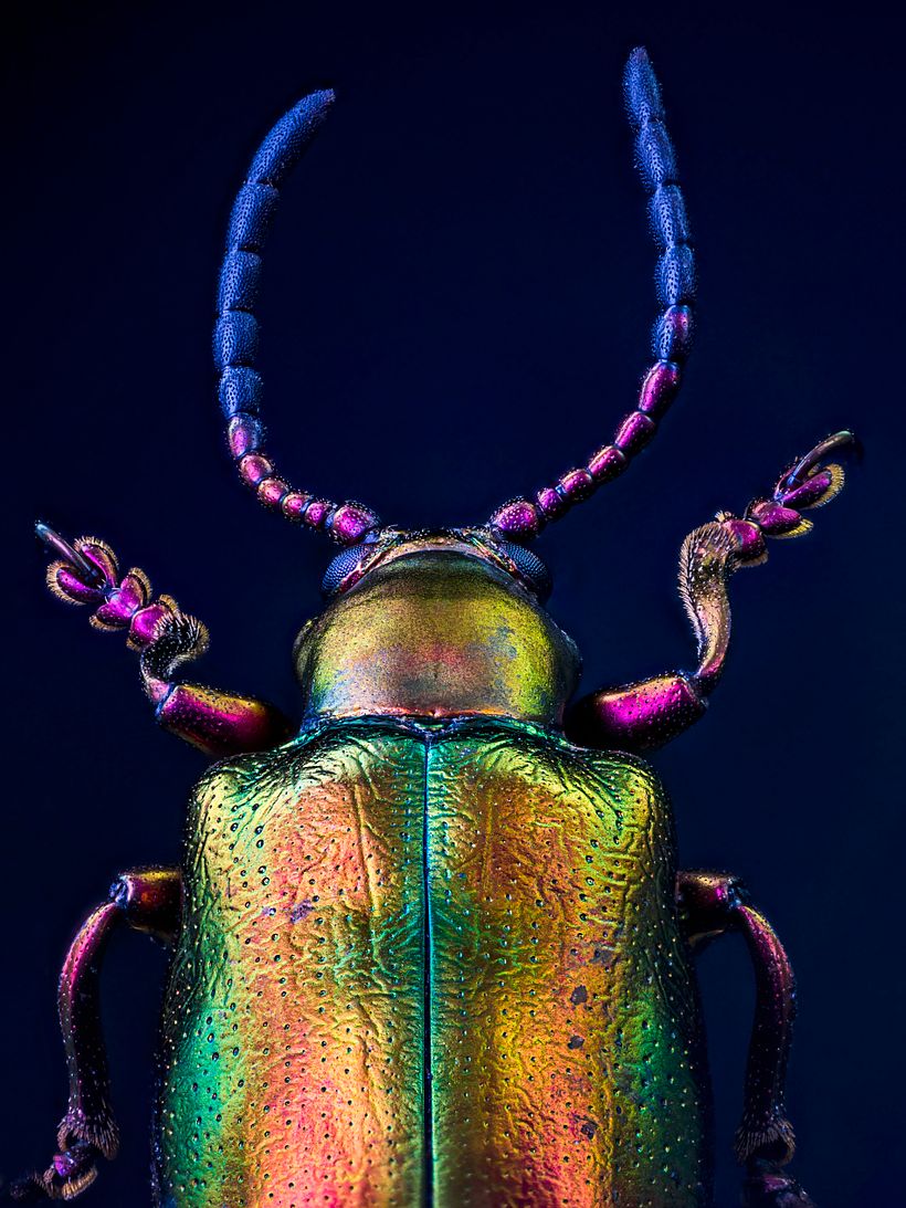 Sagra Speciosa Arcoíris, MACRO EXTREMO 2