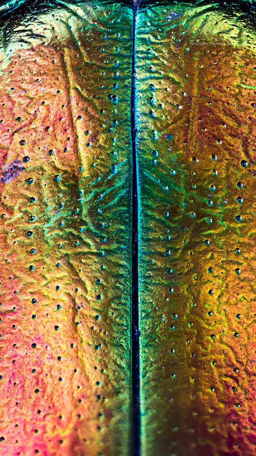 Sagra Speciosa Arcoíris, MACRO EXTREMO 8
