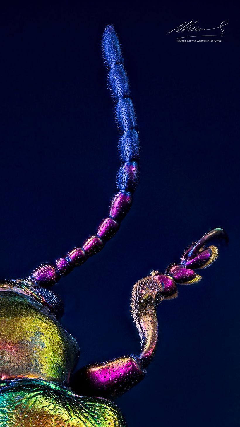 Sagra Speciosa Arcoíris, MACRO EXTREMO 9