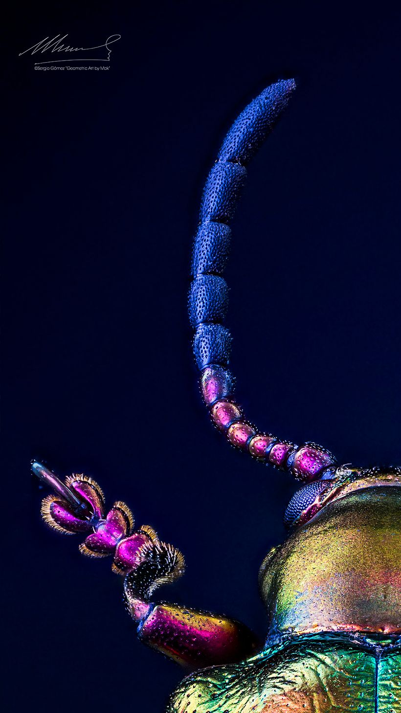 Sagra Speciosa Arcoíris, MACRO EXTREMO 10