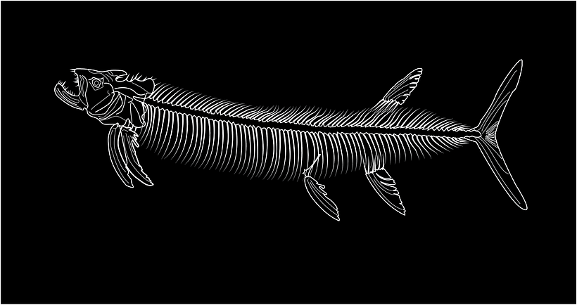 Xiphactinus audax
