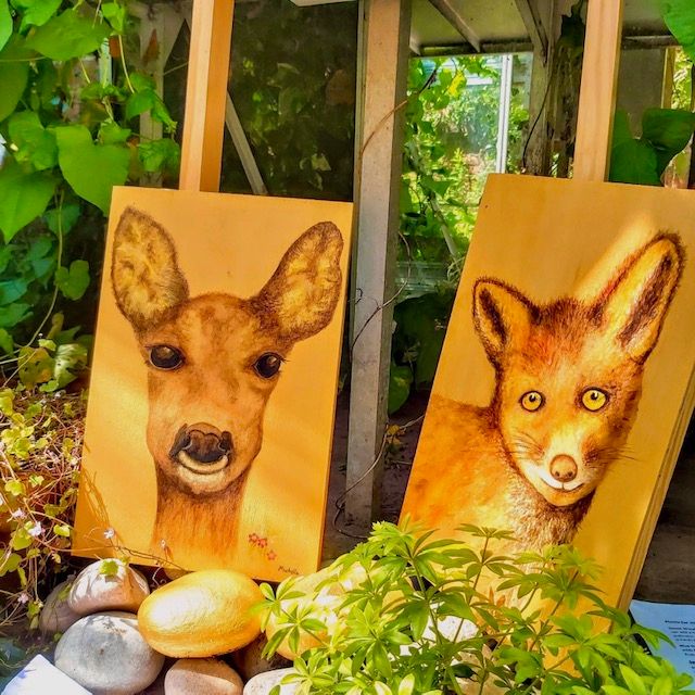 Roe deer and Red Fox forget-me-nots in situ with sunlight photo taken by Chris Formaggia