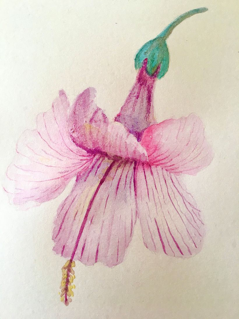 Watercolour floral elements 