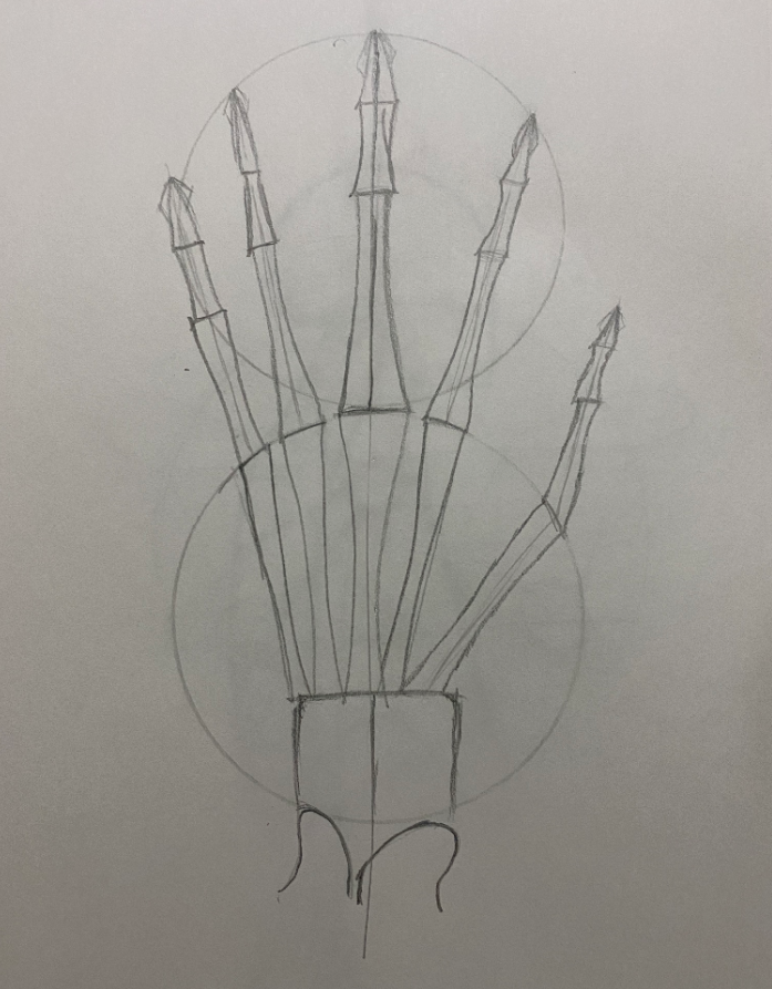 Dibujo anatómico para principiantes 7